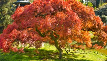 japanese maple tree