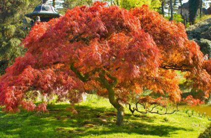 japanese maple tree