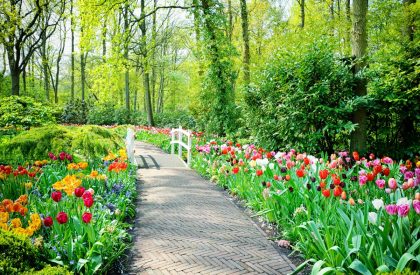 landscaped garden