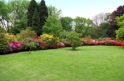 landscaping trees